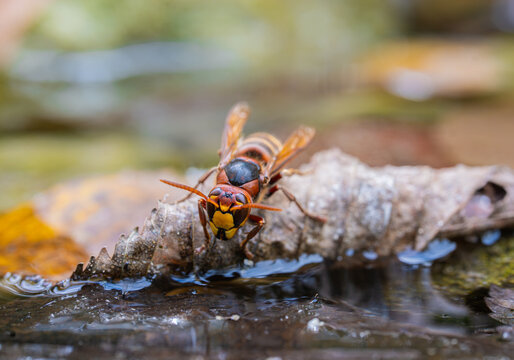 Europ&auml;ische Hornisse (Vespa crabro) am Wasser