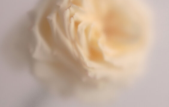 Smoke selected soft focus cream beige white Rose Flower Petals through translucent matte frosted glass. Abstract natural blurred grain light fog background.