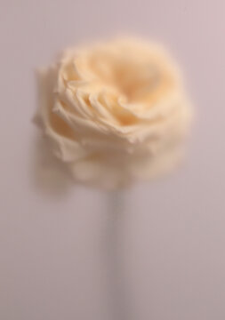 Smoke selected soft focus cream beige white Rose Flower through translucent matte frosted glass. Abstract natural blurred grain light fog background.