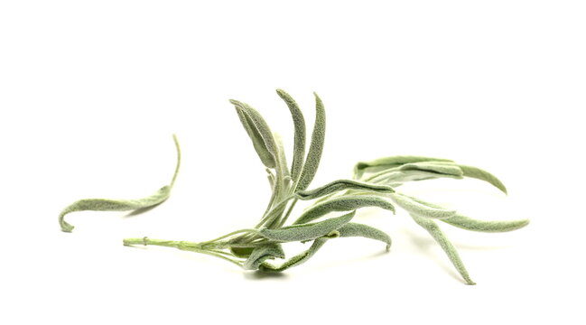 Dried sage leaves, Salvia officinalis foliage isolated on white background, side view