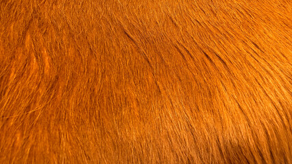 Close Up Texture of Natural Brown Animal Fur Hair Pattern Background, Warm Ginger Orange Horse Cow Pelt Hide Detail, Soft Fluffy Wool Coat Fiber Material for Design Macro Photography. © WONGSAKORN