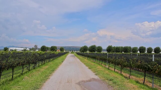 Vineyard Gravel Road Lined Trellised Grape Vines Central Queretaro Wine Region