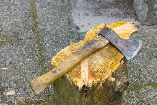A rustic axe rests on a freshly cut tree stump in an outdoor woodland setting, surrounded by gravel, weathered stone, and wood chips