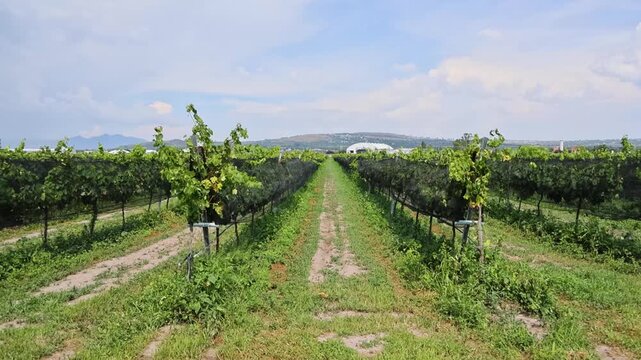 Vineyard Rows With Netting Trellis System Queretaro Wine Region Central Mexico