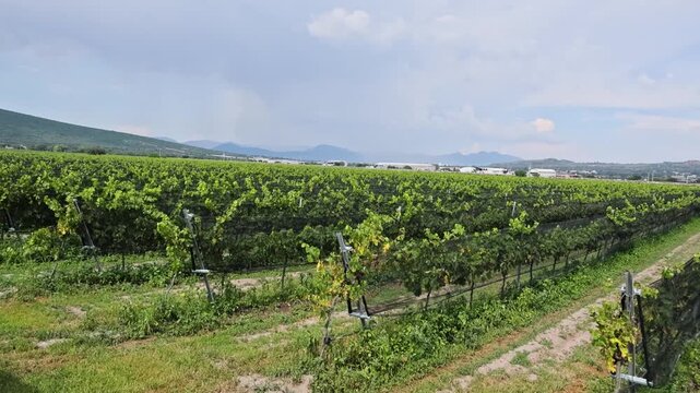 Vineyard Trellises Netting Across Rolling Countryside Queretaro Wine Region