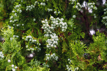 Thuja orientalis oriental arborvitae branches with clusters of cones among scale-like evergreen foliage. Garden landscaping plant © Pavel Iarunichev