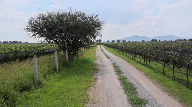 Vineyard Gravel Road Tree Trellised Grape Vines Queretaro Wine Country Mexico