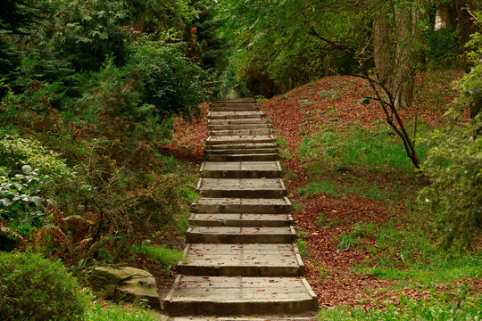 Stone staircase ascends through a colorful woodland in moody autumn atmosphere