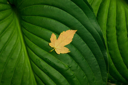 green leaf textured surface and yellow fall color autumn October aesthetic background pattern copy space