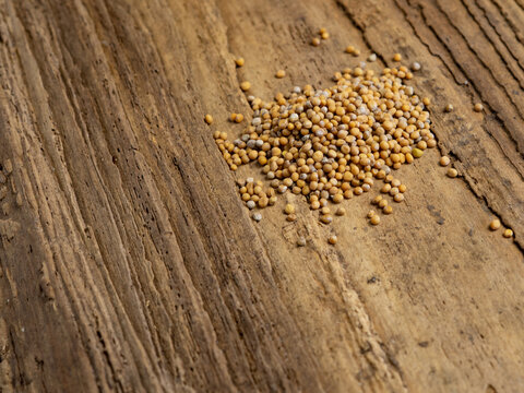 Mustard seed faith concept with yellow mustard seeds and copy space on rustic background