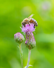 Side view of a honey bee (Apis mellifera) feeding on the nectar from the top of a magenta thistle flower against a bright green blurred background on a sunny summer day © David