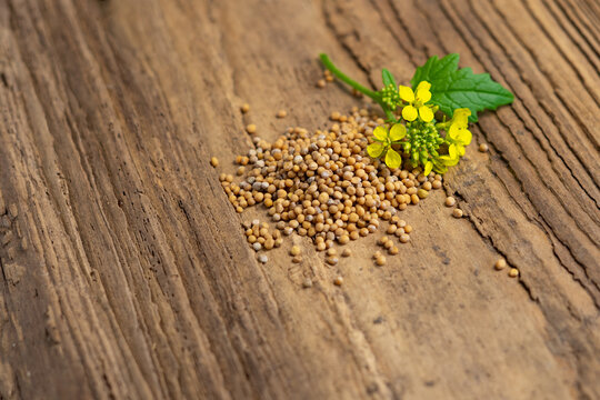Yellow mustard flowers and seeds, Christian faith and mustard seed parable concept