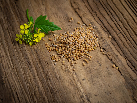 Yellow mustard flowers and seeds, Christian faith and mustard seed parable concept