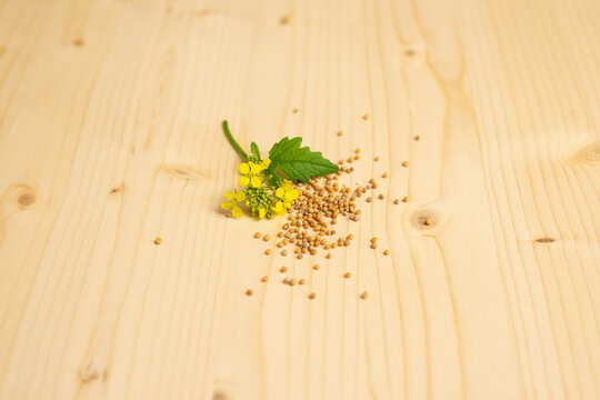 Yellow mustard flowers and seeds, Christian faith and mustard seed parable concept