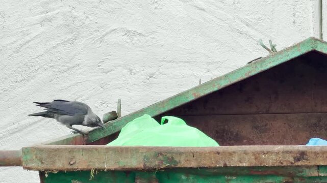 A curious jackdaw perches on a dumpster searching for food in Saint Petersburg. The alert bird looks around with hopeful hunger. The urban setting feels calm and quiet.