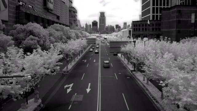 Infrared timelapse of traffic driving along a city street lined with white trees in Shanghai, China, with skyscrapers rising in the distance