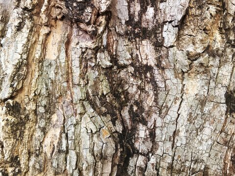 tree bark texture
