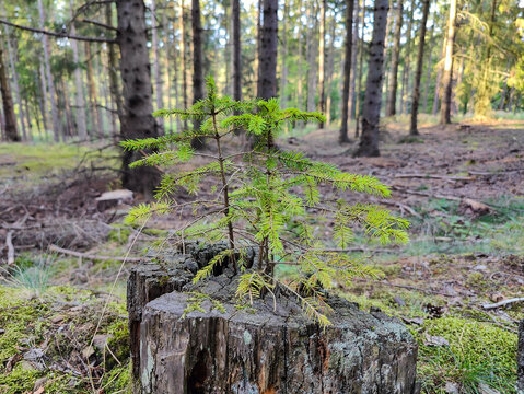 A young pine sapling emerges from a moss-covered tree stump amidst sun-dappled forest floor with tall conifers and lush greenery.