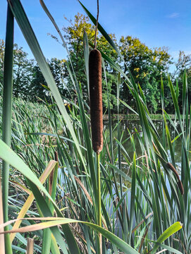 A close-up of a brown cattail flower surrounded by lush green reeds in a serene freshwater marsh. Blue sky and trees reflect on calm water, capturing natural summer tranquility.