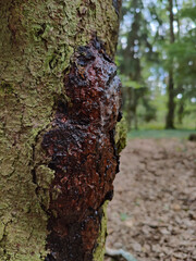 Sticky natural tree resin oozes down rough bark covered in green moss along a woodland path. © stanhert