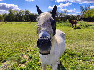 A white horse wearing a protective insect fly mask stands outdoors in a sunny green pasture while another horse grazes in the background. © stanhert