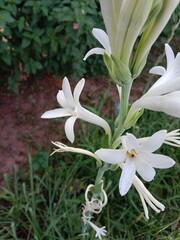 Obraz premium White tuberose (Polianthes tuberosa) flowers blooming on a tall green stem, showcasing fragrant star-shaped blossoms in a natural garden setting with lush foliage.