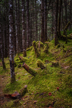Moss draped fir tree trunk in lush damp coastal rainforest along Tonsina Point Trail in Seward, Alaska