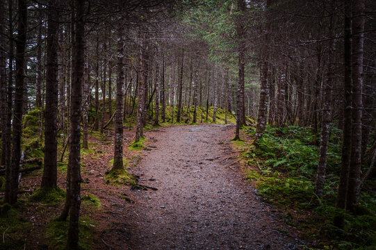 Seward Alaska coastal hiking trailhead landscape along Tonsina Creek Trail