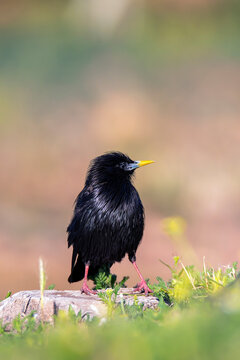 Spotless starling perched on a stone