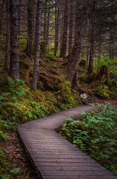 Coastal hiking trailhead wooden boardwalk along Tonsina Creek Trail forest in Seward Alaska