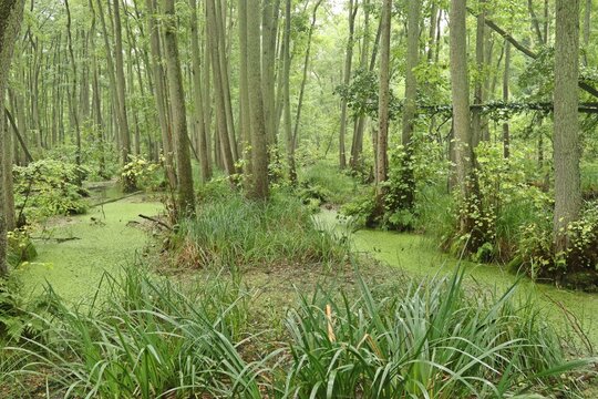 Erlenbruchwald bei Plau am See