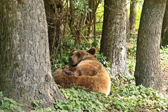 Schlafender Europ&auml;ischer Braunb&auml;r (Ursus arctos arctos) im Wald