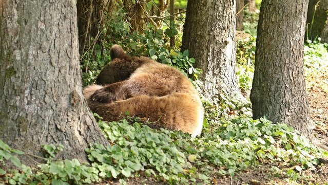 Schlafender Europ&auml;ischer Braunb&auml;r (Ursus arctos arctos) im Wald