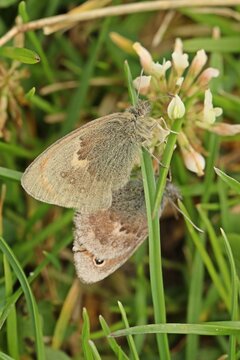 Paarung des Kleinen Wiesenv&ouml;gelchens (Coenonympha pamphilus)
auf Kleebl&uuml;te