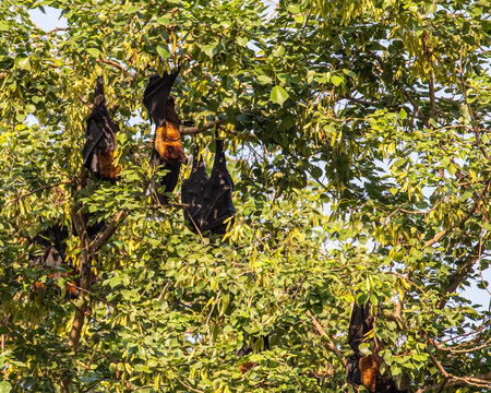 A Fruit Bat _Flying fox