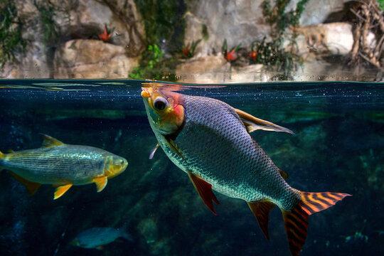 Colorful tropical fish swimming underwater in aquarium with half water surface view. Exotic freshwater fish with silver scales and striped tail. Marine life, ichthyology and aquarium hobby concept