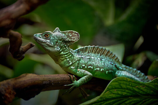 Green basilisk lizard sitting on branch in tropical rainforest. Closeup of plumed basilisk reptile with crest and orange eye among leaves. Wild exotic animal and jungle wildlife nature concept.