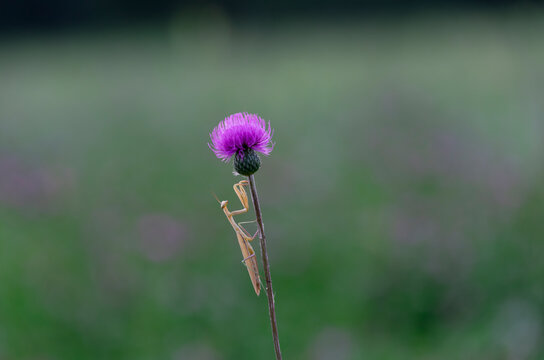 Mantis with flower
