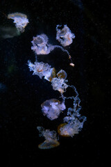 Jellyfish swimming in deep dark ocean water. Group of translucent glowing jellyfish with long tentacles drifting underwater. Marine life and mysterious underwater world of sea creatures at night. © jahorimine