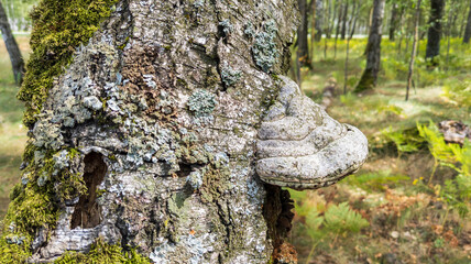 Fomes fomentarius bracket fungus attached to tree bark.