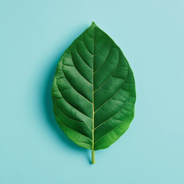 Top view fresh green leaf on a light-blue background