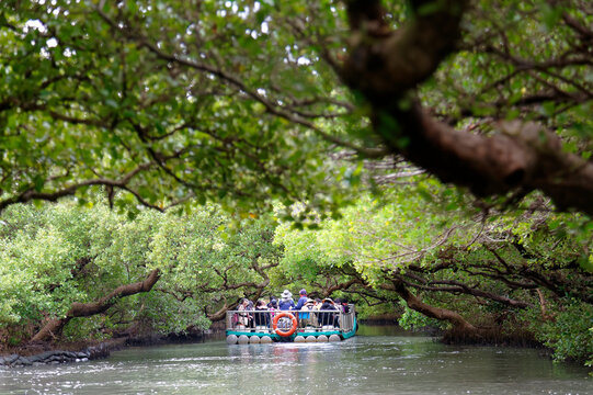 Tourists on a bamboo raft flowing down a stream & enjoying the view of beautiful greenery under the green tunnel of mangrove trees in Sihcao Wildlife Reserve in Taijiang National Park, Tainan, Taiwan
