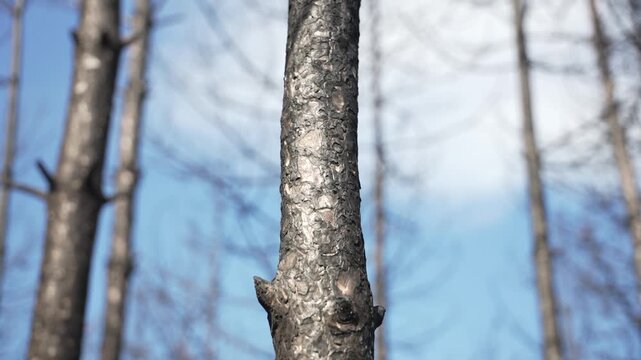 Rough tree trunk in leafless forest