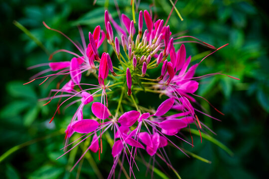 Pink cleome flowers in Da Lat