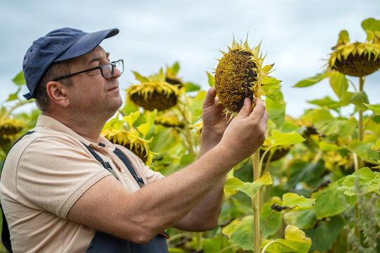 A man inspects a sunflower head in a lush field, surrounded by blooming flowers. The sky is overcast, hinting at a tranquil afternoon, perfect for appreciating nature's beauty