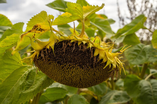 Sunflower heads gently droop among lush green leaves under a cloud-covered sky. This serene rural scene captures the beauty of nature's bounty and the changing seasons