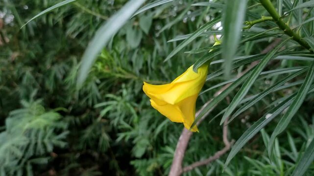 Yellow Oleander flower blooming on a branch with green foliage background. Yellow flower (Cascabela thevetia) hanging on tree in natural park outdoors.