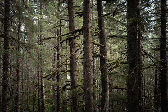 Moss draped fir tree trunk in lush damp coastal rainforest along Tonsina Point Trail in Seward, Alaska