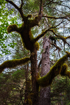 Moss draped fir tree trunk in lush damp coastal rainforest along Tonsina Point Trail in Seward, Alaska