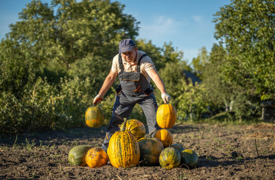 A farmer gathers ripe pumpkins in a sprawling field, showcasing vibrant orange and yellow hues against a bright blue sky. The warm sunlight enhances the beauty of the harvest